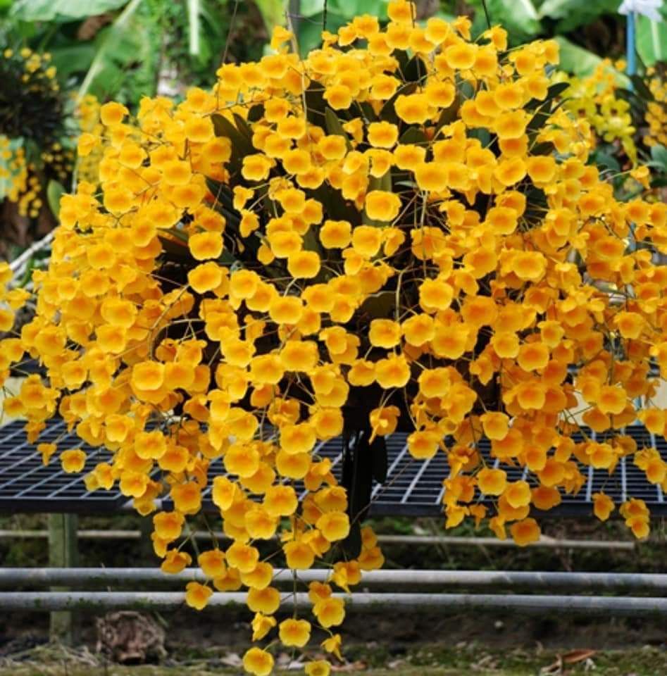 Vua phong lan 2 gói