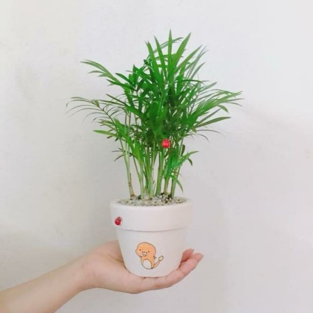 Cây Cau Tiểu Trâm - cây cảnh mini  mau lớn