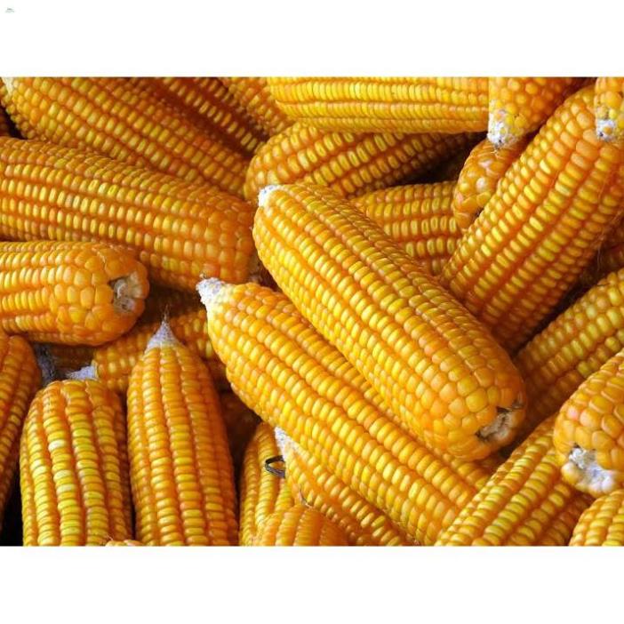 Hạt Bắp Chăn nuôi F1, Bắp ngô - Gói 100 gram