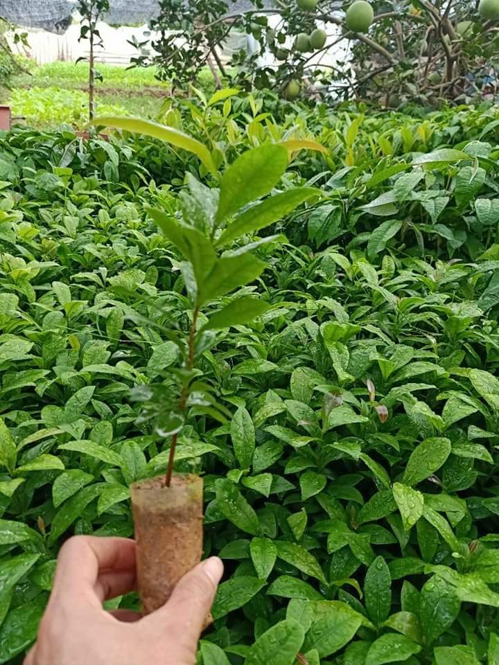 Conbo 3 Cây giống mai vàng Yên Tử