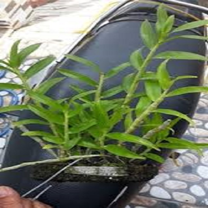 Sản Phẩm Hoa phong lan- hoàng thảo kèn