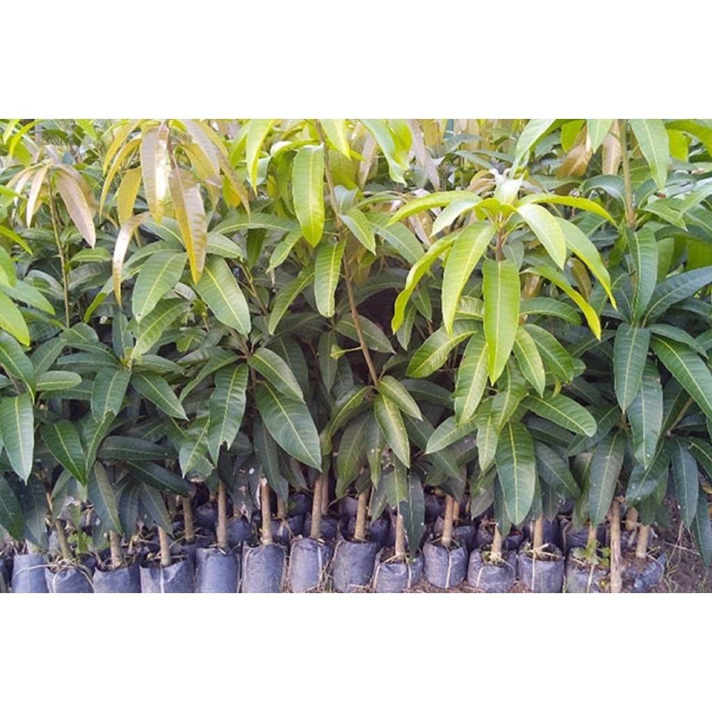 CÂY GIỐNG XOÀI THANH CA.[ CÂY GHÉP CHO QUẢ SỚM]