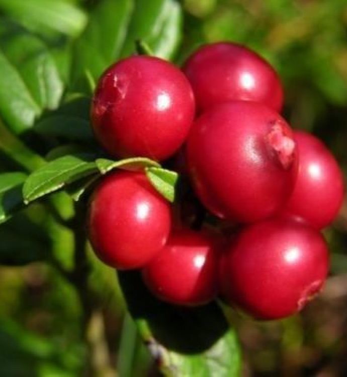 "Gói  30"Hạt giống việt quất đỏ [Seeds]
