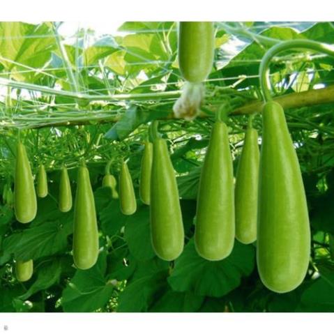 Hạt giống bầu xị f1 - gói 10 hạt