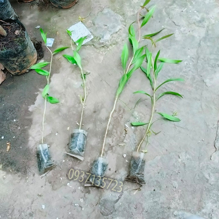 Cây tràm úc -Cây giống