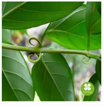 Cây câu đằng (gói 1kg) - DTX174