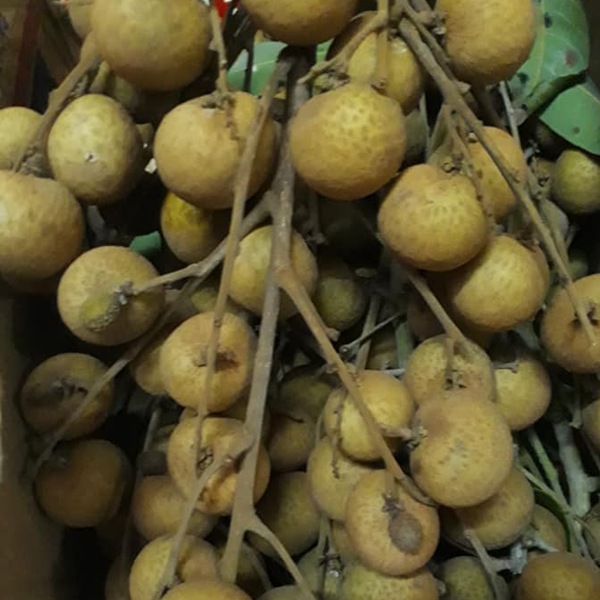 Cây NHÃN  HẠT LÉP IDO  ghép, cây giống chuẩn, siêu quả, ngon ngọt