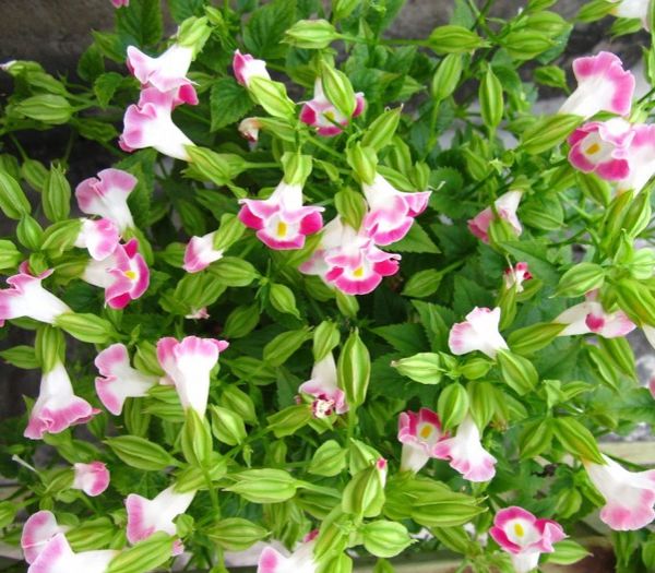 Hạt Giống Hoa Tô Liên (Mắt Nai) Nhiều Màu(Gói 10 hạt)
