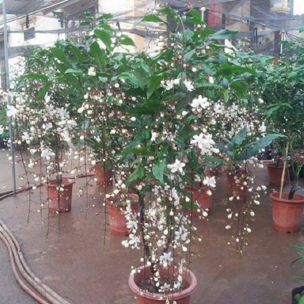 BẦU CÂY GIỐNG " Dạ Ngọc Minh Châu