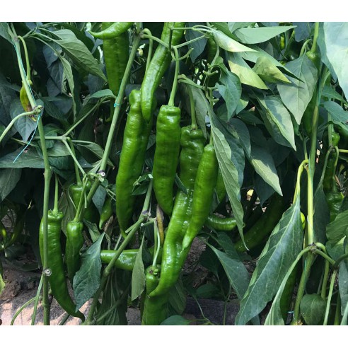Hạt Giống Ớt Trái Dài Hàn Quốc 0.2gr