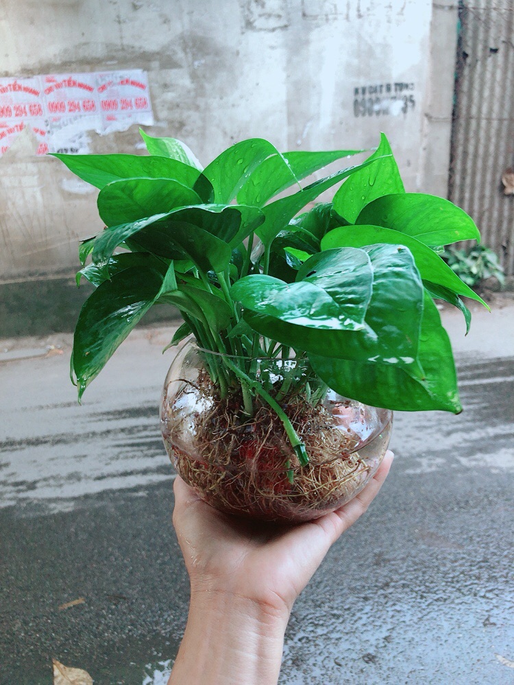 Trầu Bà Thái Thuỷ Sinh