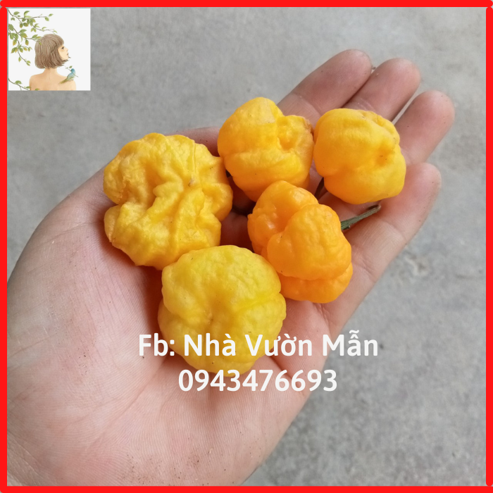 5 Hạt Ớt Scoth Bonnet Yellow
