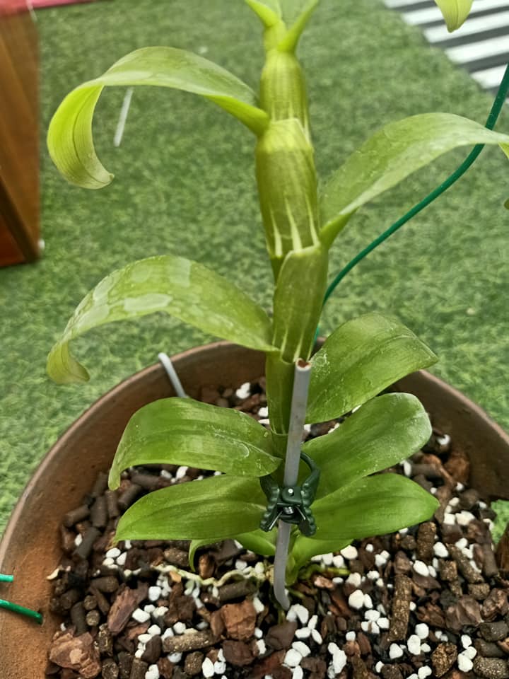Phi điệp 5ct Phú Thọ - HO - Bảo Duy kie năm 2