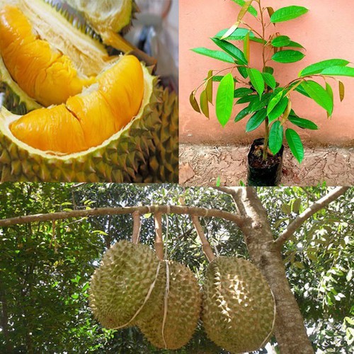 Cây sầu riêng hạt lép cơm vàng RI6