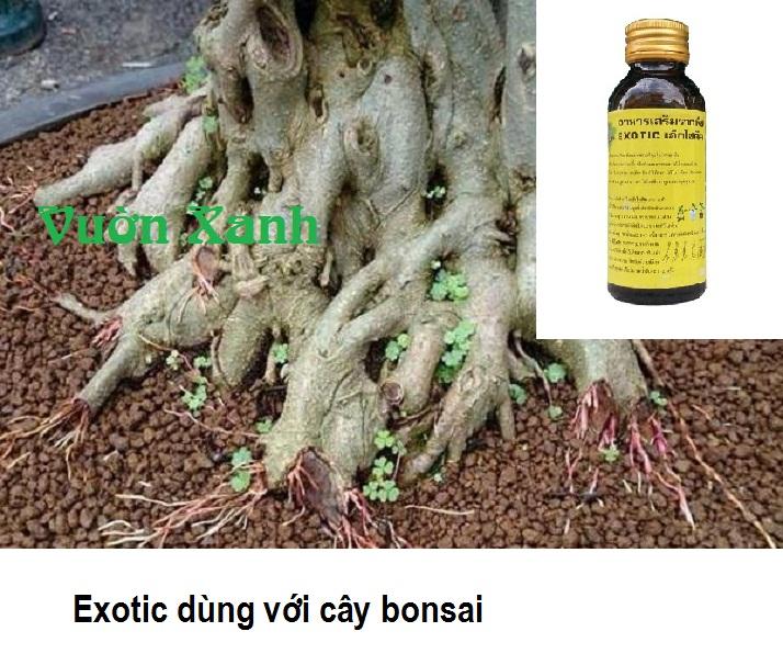 Kích rễ Thái Lan Siêu mạnh Exotic 100ml