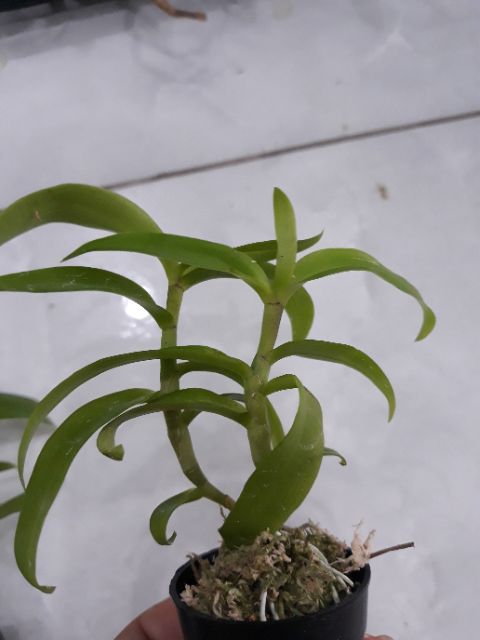 Com bo 3 cốc hoa phong lan - 5ct họng tím