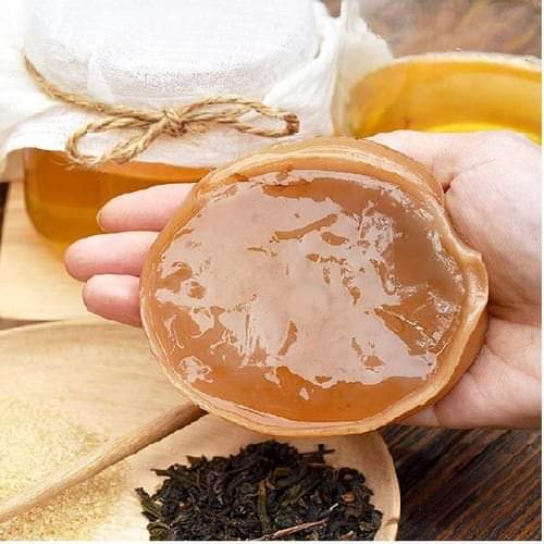 Nấm Scoby làm trà Kombucha Viethealthy