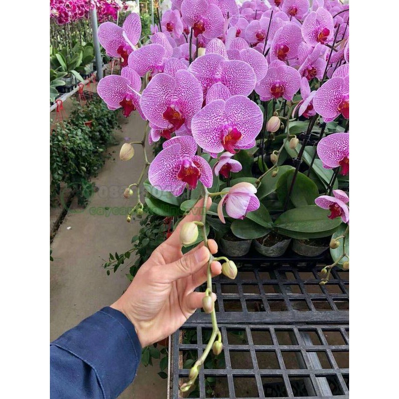 100GR - Phân Bón Tan Chậm Hạt Vàng - Dinh Dưỡng Chậm Tan Cho Hoa Lan, Cây Cảnh, Hoa Hồng, Cây Ăn Trái