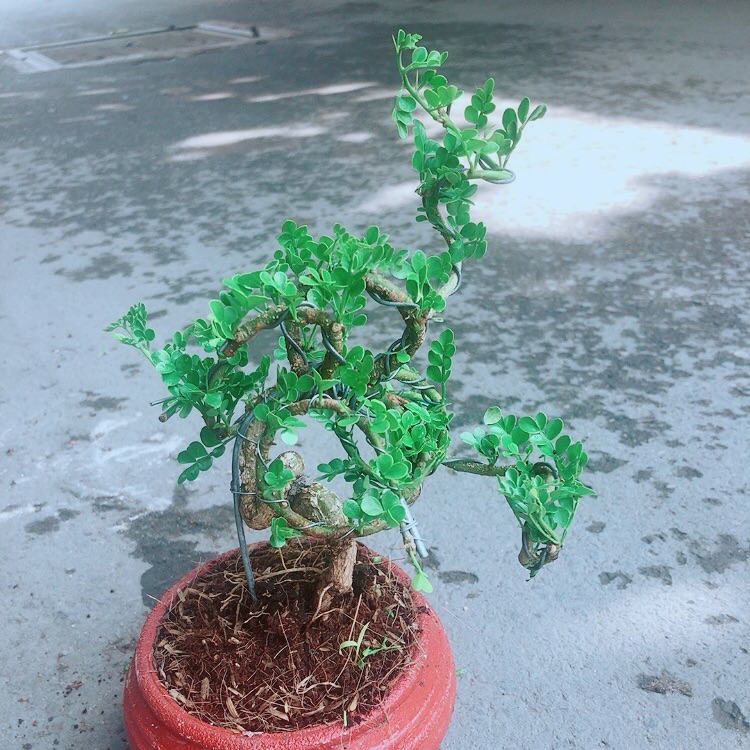 Chậu Cây Cần Thăng
