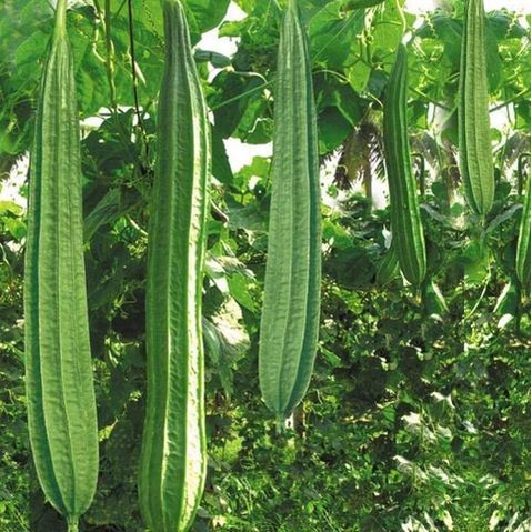 Hạt giống mướp khía thái lan-gói 10 hạt