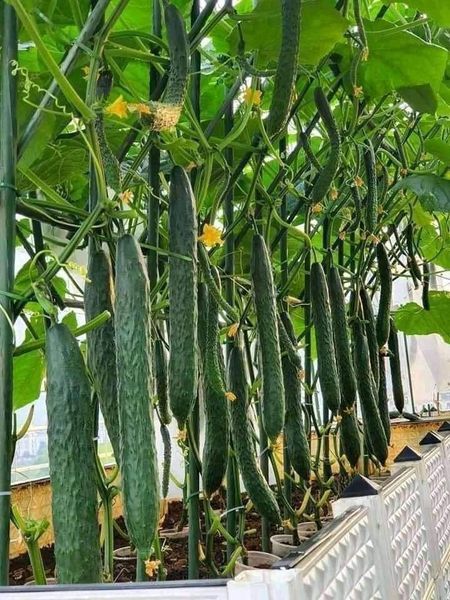 Hạt giống dưa chuột kiếm nhật gói 20 hạt