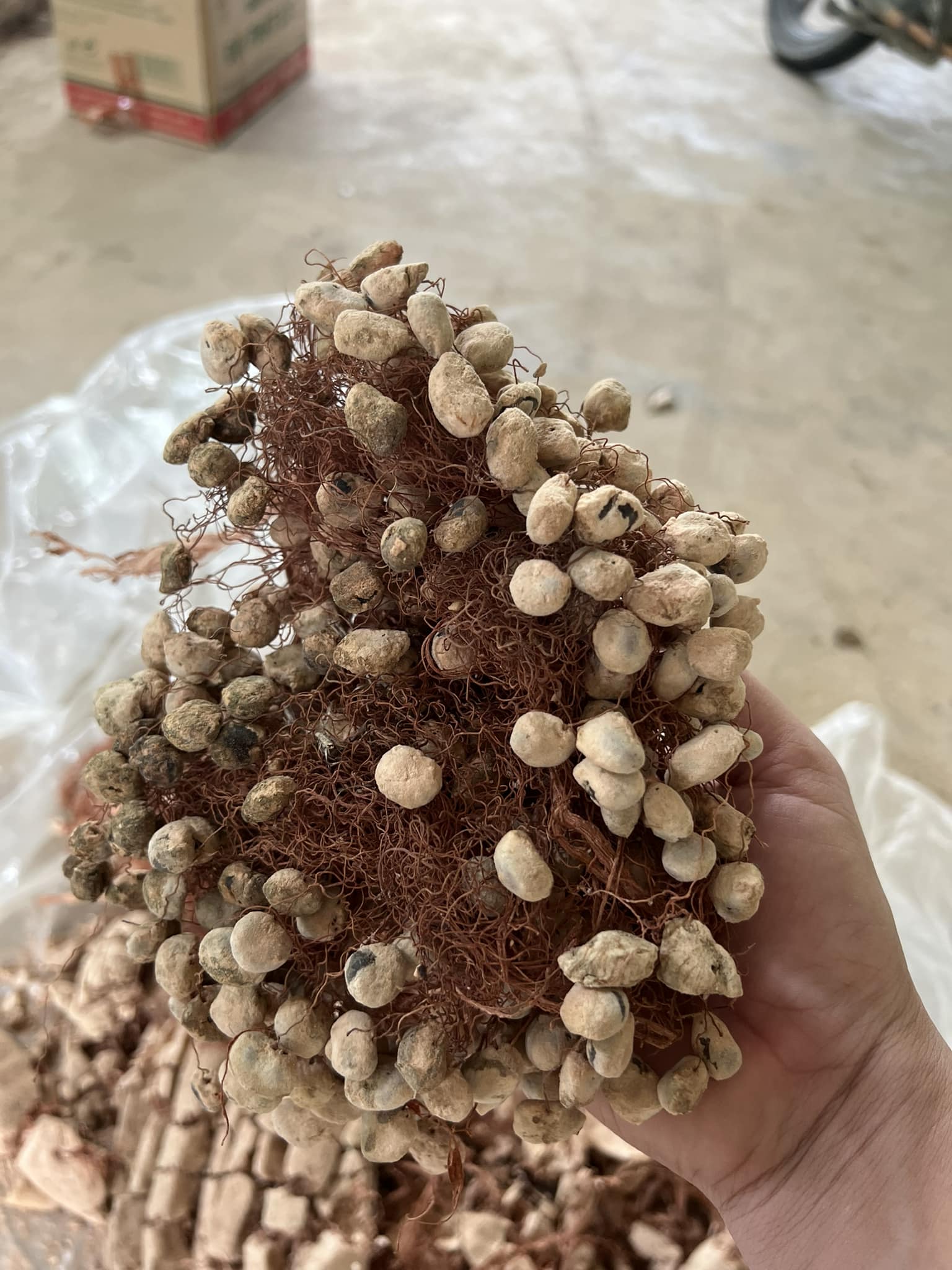 Hạt giống cây bao báp khổng lồ - 1 hạt - VTNT