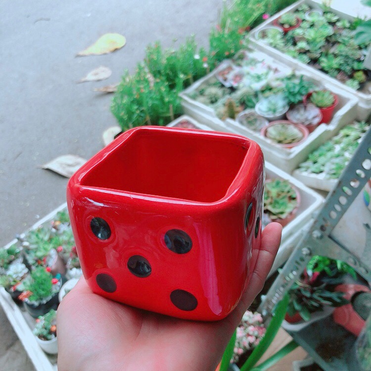Chậu trồng cây