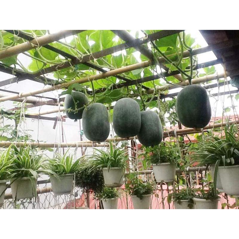 Hạt Giống Bí Xanh Đài Loan - 10 Hạt