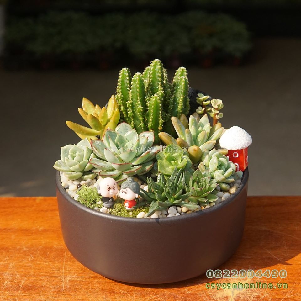 Bộ 3 chậu ang trụ trồng tiểu cảnh sen đá xương rồng cây cảnh để bàn