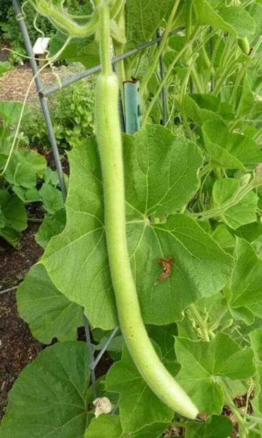 MJ155 Hạt giống bầu dài 2m Bầu Siêu Dài