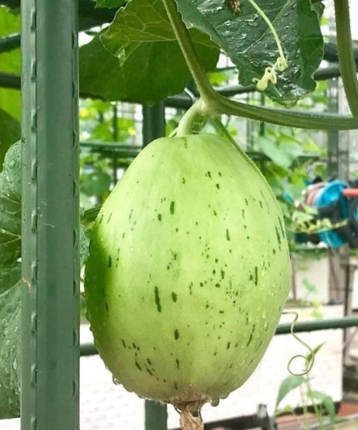 Hạt giống Dưa lê da ếch