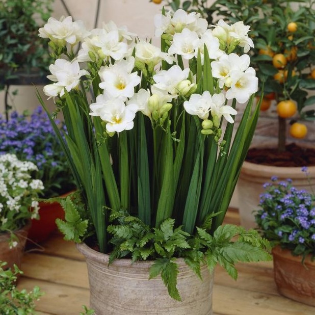 Củ giống hoa lan nam phi trắng -  1 củ tặng kèm viên nén ươm củ