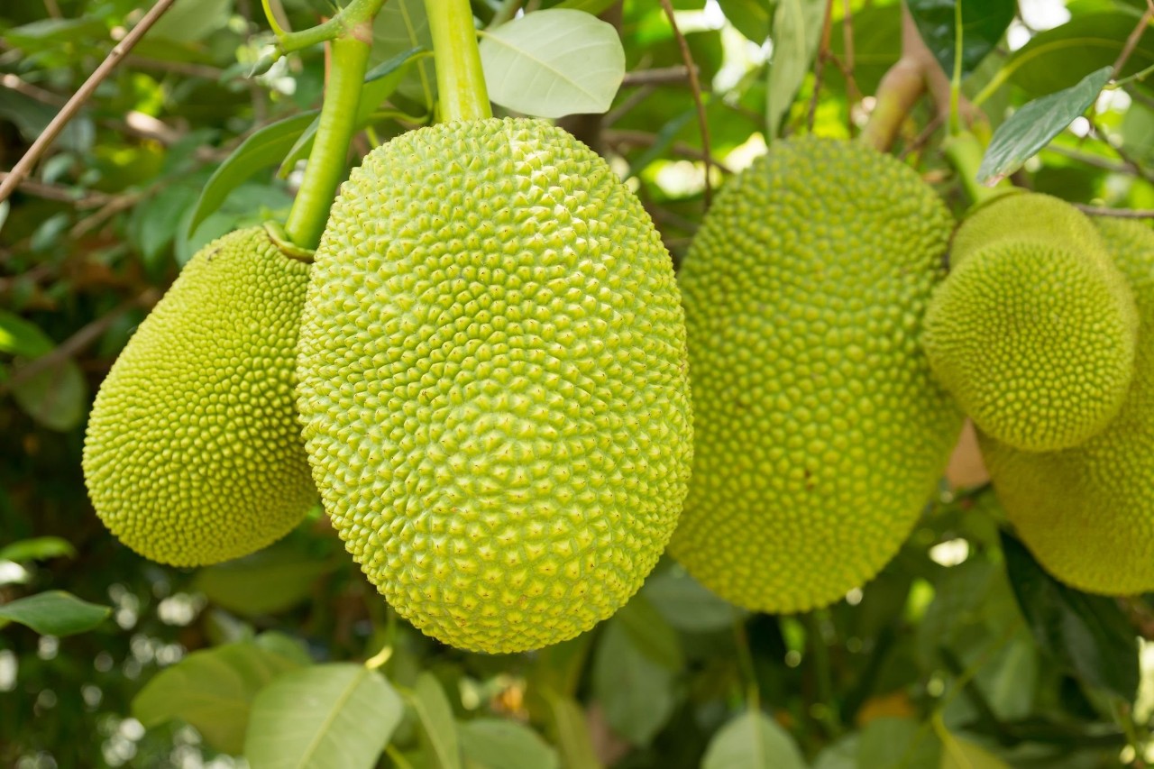 MÍT SẤY GIÒN KHÔNG DẦU