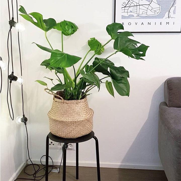 Giỏ cói trồng cây