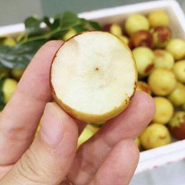 Cây hồng táo cao 1 met