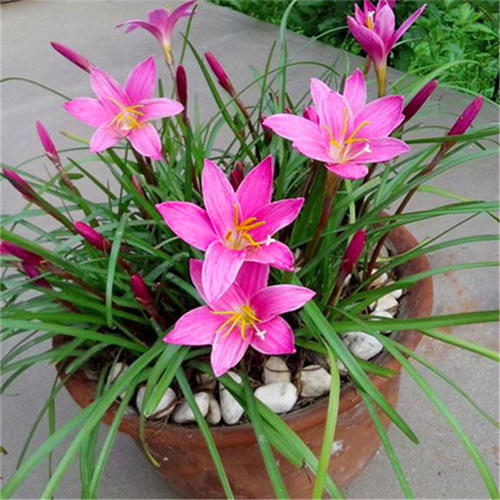 Củ giống hoa huệ mưa hoa màu hồng - Phát triển tốt quanh năm.