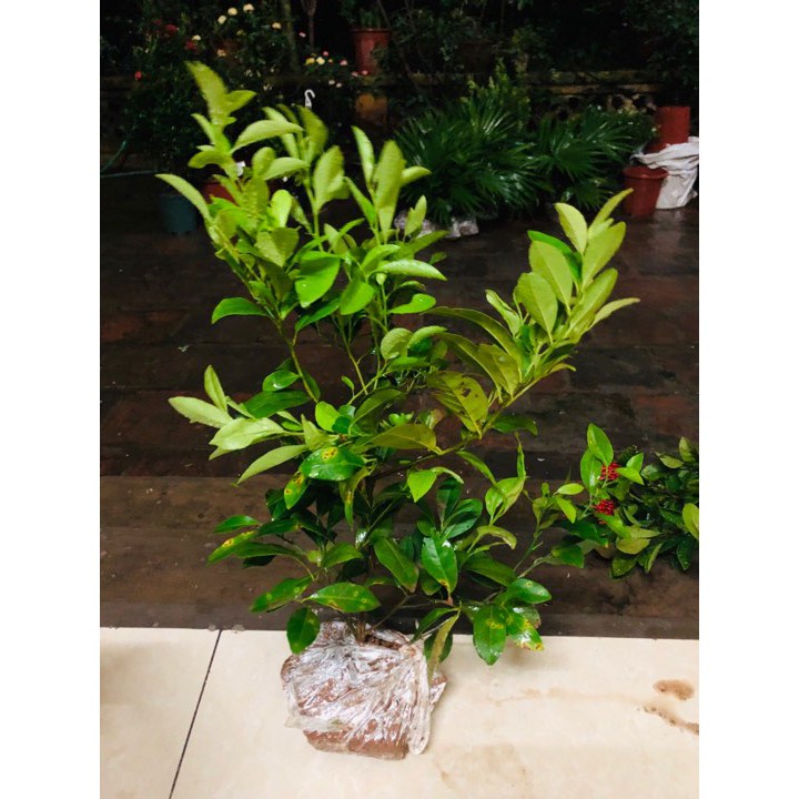 Cây chanh đào cao 40-50 cm