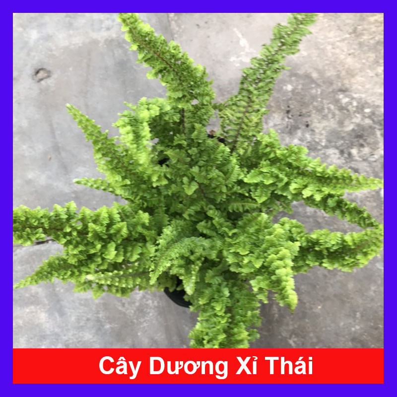 Cây Dương Xỉ Thái - Cây cảnh trong nhà