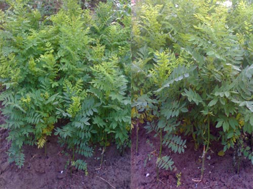 Cây hoa hòe giống, cây đẹp, cây to cao bầu lớn cao 1,2m