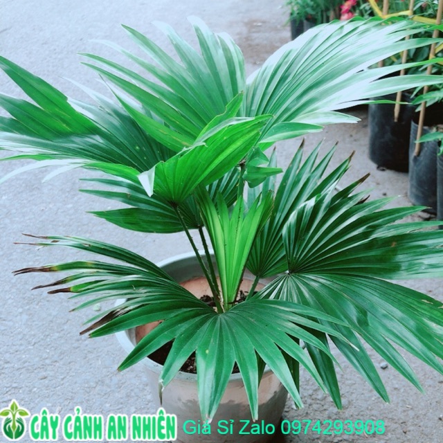 Cây cọ kiểng