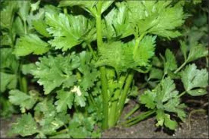 Gói 5gr hạt giống rau cần tây