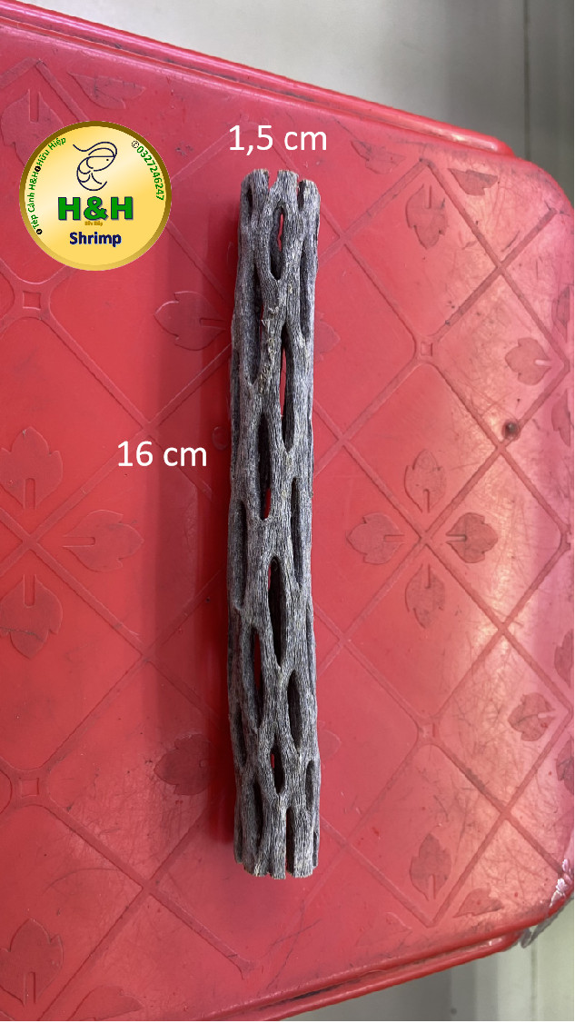 lũa cholla trang trí cho bể tép