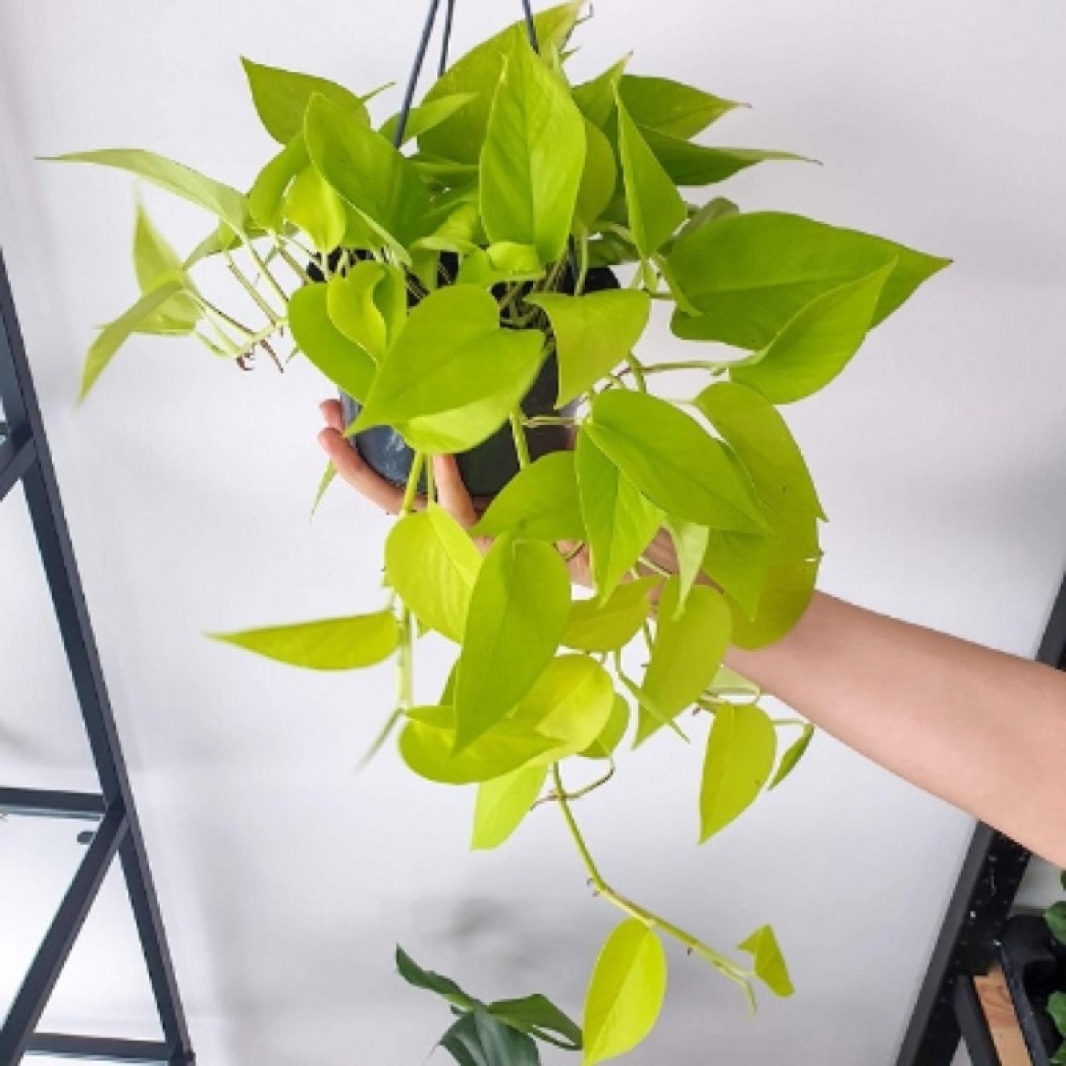 Trầu bà thái vàng