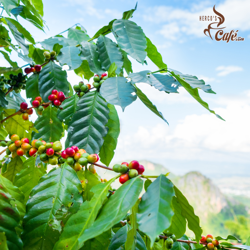 [FREE SHIP] 1KG Cà phê MIX HERCO CT1(100% cà phê hạt rang xay mộc nguyên chất) xay dùng pha phin - cafe pha máy
