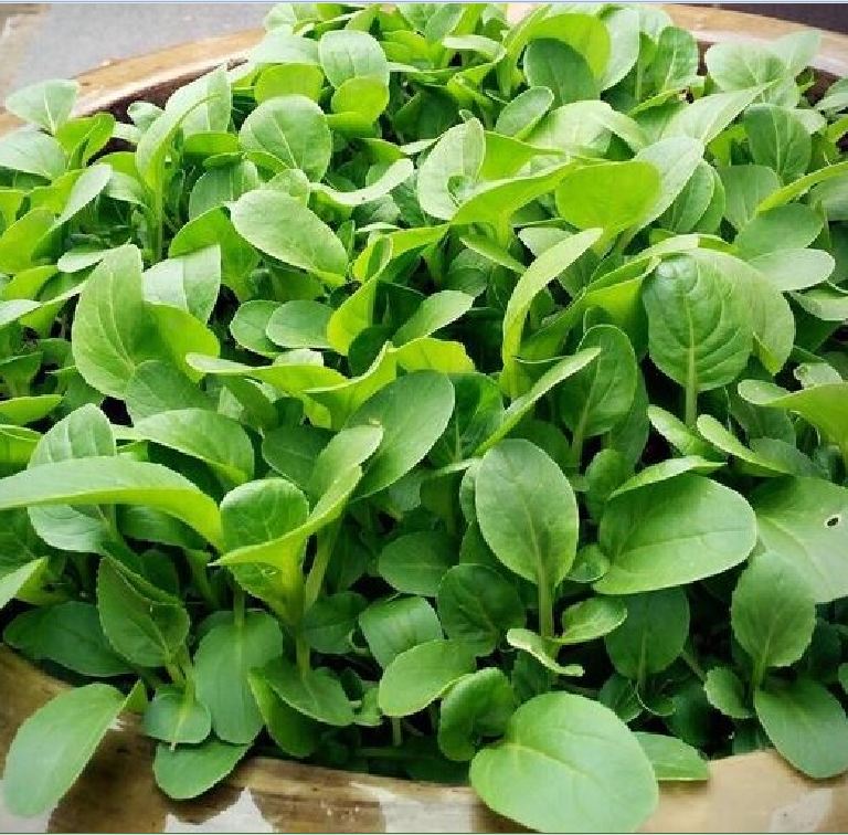 Hạt giống cải ngọt ăn non - 10gram/gói - VTNN2