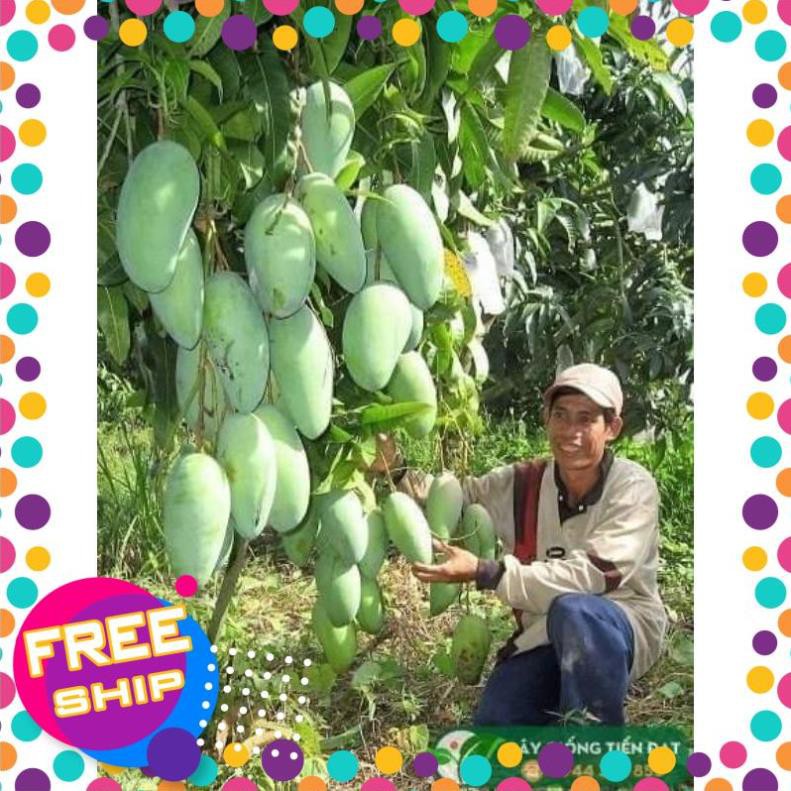 Xoài đài Loan cây choai