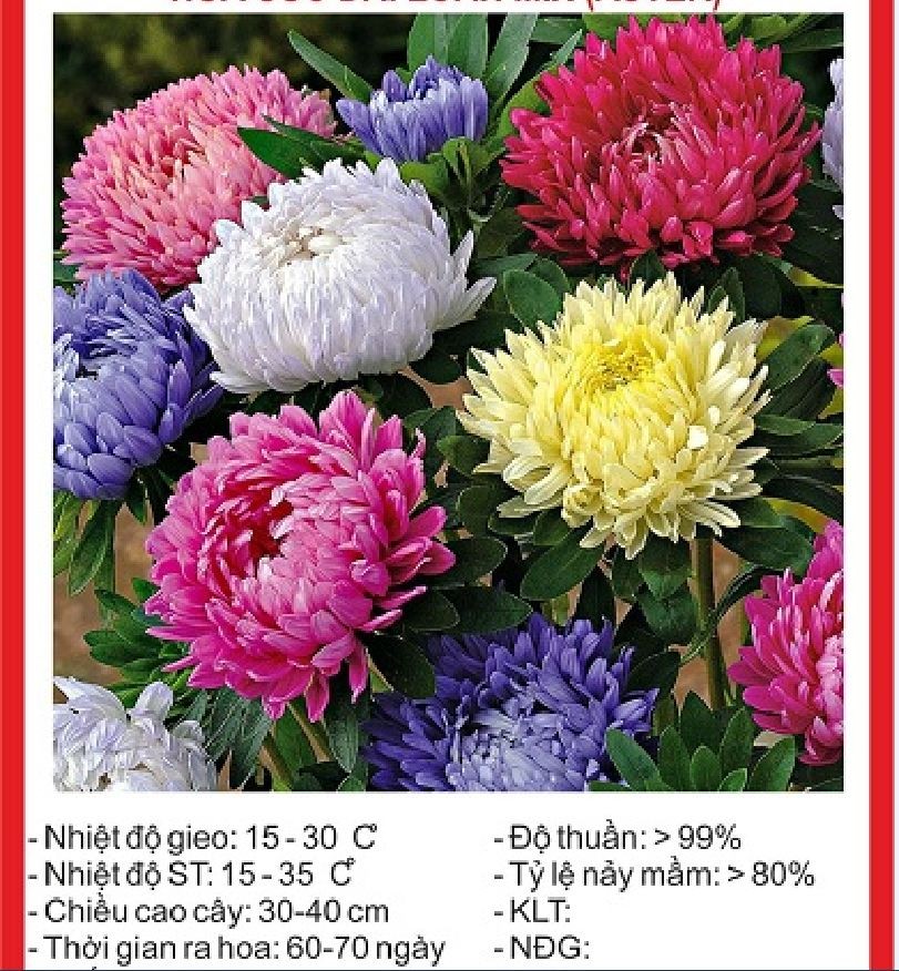 Hạt giống hoa cúc đại đóa mix màu - gói 50 hạt