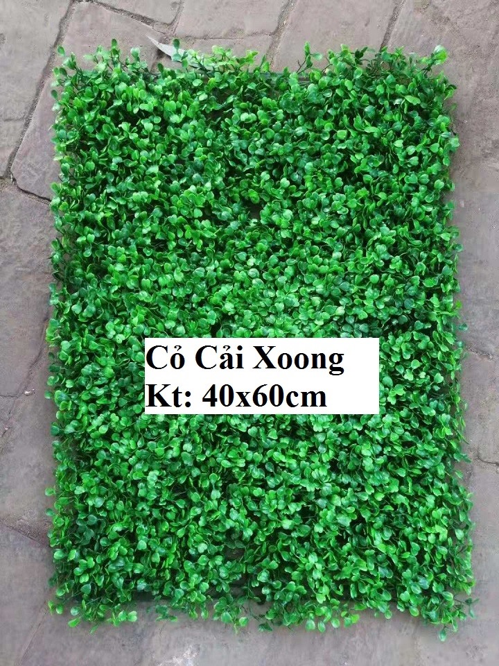 COMBO 30 TẤM CỎ CẢI XOONG TRANG TRÍ TƯỜNG