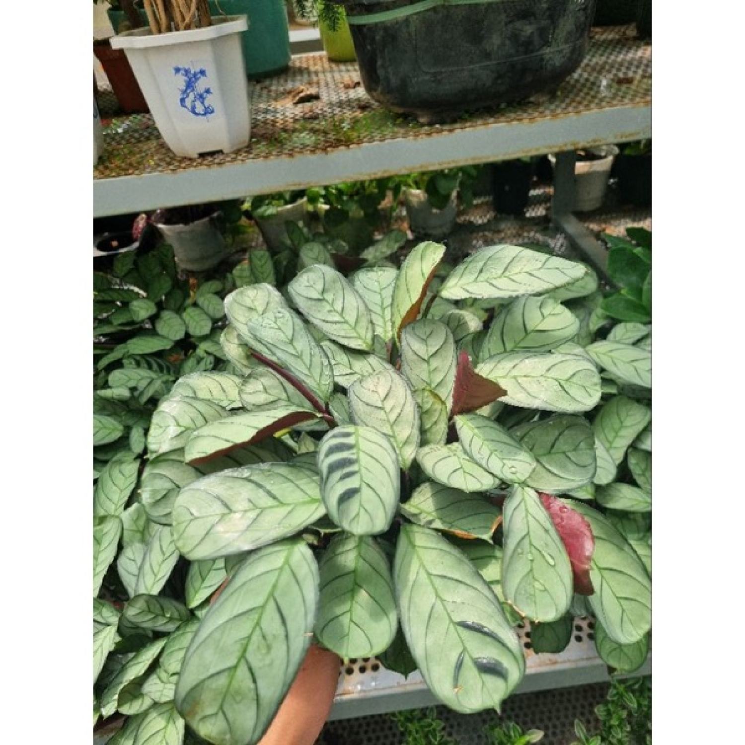 chậu cây đuôi công  Calathea musaica