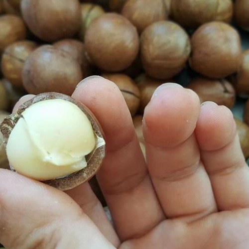 MẮC CA NGUYÊN VỎ MOURADS 500GR